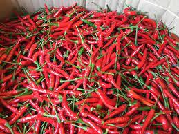 พริกเผ็ดสีแดงสดจำนวนมากจากเวียดนาม-ราคาขายส่งพร้อมข้อเสนอร้อนภาษีฟรี!