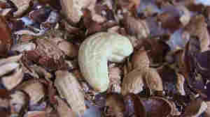 Coquille de noix de cajou séchée de qualité supérieure/Déchets agricoles durables Produit d'exportation du Vietnam - Product Image 5