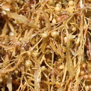越南动物饲料用马尾藻干海藻热销