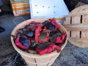 Cheap Price - Best Quality <b>Wooden</b> Crabbing <b>Basket</b> for <b>Storage</b>, Fruit, Decoration - Wholesale <b>Wooden</b> <b>Basket</b> Lowest Taxes - Product Image 6