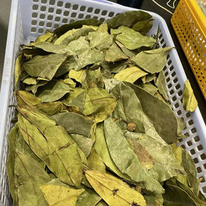 Thé de feuilles de corossol premium du Vietnam - Product Image 1