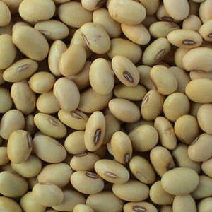 Haricots de soja séchés riches en protéines en vrac pour le commerce de gros et la transformation industrielle à vendre - Product Image 1