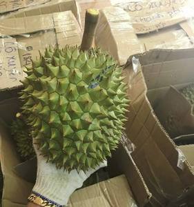 Superventas de alta calidad, vendedor congelado de Durian en Vietnam - Product Image 3