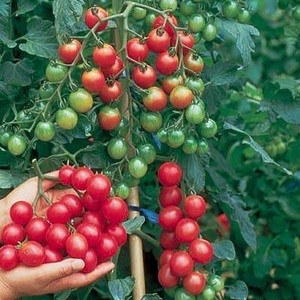 GARTENPERLE 0.3G Graines de tomates cerises pour plantoir en fibre végétale - Product Image 3