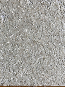 Canadá IMPORTA ARROZ DE VIETNAM |   Arroz Canadiense en Estados Unidos: Japonica, Arroz Jazmín, Arroz de Grano Largo - Product Image 5