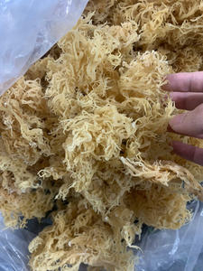 Superalimento de origen sostenible Seamoss seco de calidad de exportación a bajo precio de Vietnam - Product Image 3