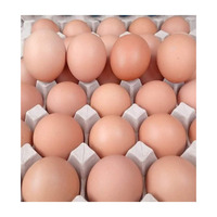 Œufs de table bruns frais de qualité supérieure, certifiés HALAL, en vrac, prix avantageux, Brésil