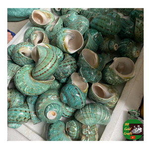เปลือกหอยเชลล์ตกแต่งแบบเทอร์โบเปลือกหอยเทอร์โบสีเขียว: หอยสังข์ธรรมชาติอันศักดิ์สิทธิ์สำหรับตกแต่งวาสตูเปลือกหอยหอยสังข์ธรรมชาติ - Product Image 6