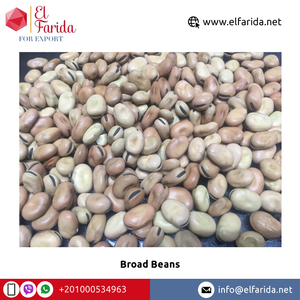 Frijoles secos marrones egipcios de alta calidad a granel, nutritivos y saludables, suministro premium a buen precio - Product Image 2