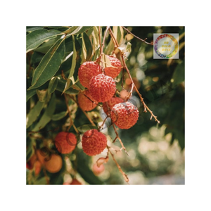 Litchi congelé en gros en vrac de l'exportateur de confiance idéal pour la transformation des aliments et les applications de boissons - Product Image 3