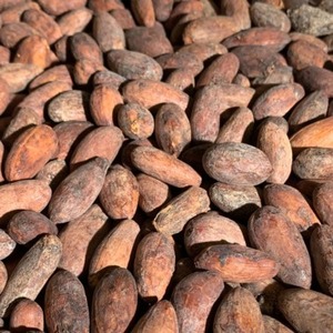 Granos de Cacao + Granos de Cacao Criollo Secos + Cacao Fermentado Seco + Cacao Seco para Venta OEM - Product Image 1