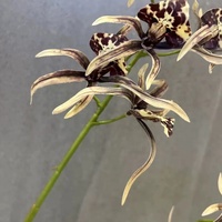 Hochwertige realistische rote Spinnen lilie künstliche Blumen weiche rosa Orchideen zweig für Abschluss Chinesisches Neujahr Indoor