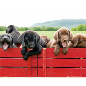 Red Wagon Puppy <b>Poster</b> Paper Wall Decor for Puppy Lovers - Product Image 1