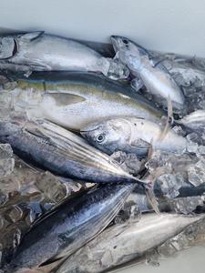 100% Natural IQF/Block Frozen Bonito & Tuna Pescado Bajo en Grasa y Bajo en Carbohidratos Grado Premium para Procesamiento - Product Image 2