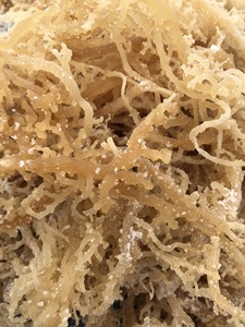 Eucheuma Cottonii séché à faible teneur en humidité/mousse d'Irlande/mousse de mer de variété du Vietnam Laver - Product Image 2