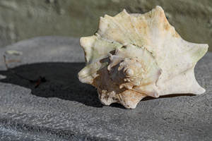 Conchas marinas naturales seleccionadas a mano: varios tamaños, decorativas, artesanales, a granel, ecológicas, formas únicas, calidad superior - Product Image 5