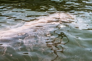 Environmentally Friendly Way To Dispose Of Cooking <b>Oil</b> - Product Image 5