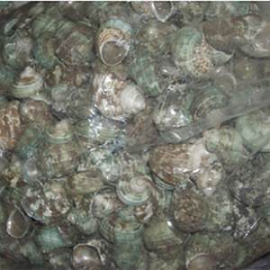 Petits bijoux en coquillage vert sculpté Technique Motive Sortes Taille 3-5cm - Product Image 3