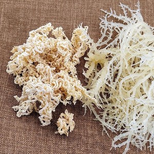 สาหร่าย Eucheuma cottonii สาหร่ายสาหร่ายอบแห้งออร์แกนิคจากธรรมชาติแห้งจากทะเลแห้งจำนวนมาก - Product Image 1