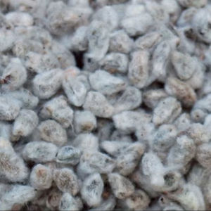 Cáscara de semilla de algodón, para alimentación animal en venta - Product Image 1
