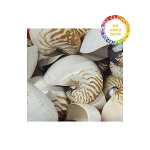 Hermosas conchas marinas naturales Nautilus con diseño de abulón de gran tamaño para decoración, diseño artístico y trabajos artesanales creativos - Product Image 2