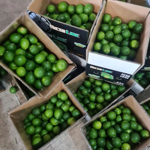 CAL SIN SEMILLAS FRESCAS DE VIETNAM ALTA CALIDAD - Product Image 1