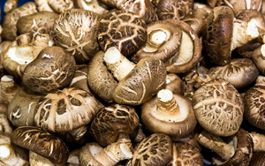 Champignons Shiitake séchés, approvisionnement direct usine |   Exportateur vietnamien Viet Delta - Product Image 2