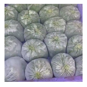Feuilles de manioc congelées préparées et emballées à froid au Vietnam pour l'exportation avec douceur constante et fraîcheur visuelle - Product Image 4