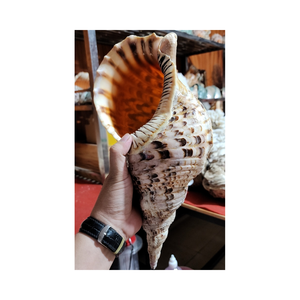 Coquillages de trompette tropicale collectés au Vietnam, idéaux pour les souvenirs, les décors de plage et les créations sur le thème de l'océan - Product Image 1