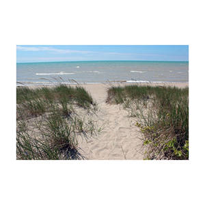 Grosses grumes de hêtre à prix compétitif pour projets résidentiels et commerciaux disponibles en grandes quantités - Product Image 1