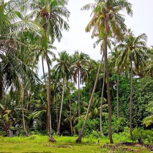 Coco Fresco de Vietnam de Alta Calidad para Alimentos y Bebidas - Product Image 4