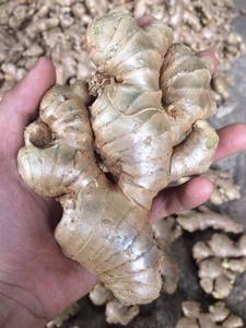 Gingembre frais sec moulu de haute qualité, biologique, pour épices, cuisine indienne et asiatique, distributeur en gros Vietnam 99GD 0,5kg 2 - Product Image 6
