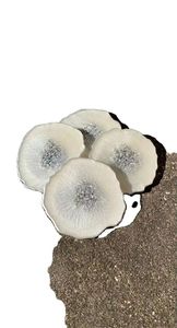 Best Selling Square Mother of Pearl <b>Coaster</b> Set with Holder for <b>Table</b> Decor <b>Coaster</b> for Drinks OEM Accepted from Vietnam Factory - Product Image 2