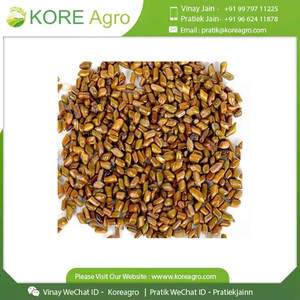 Fabricant Fournisseur International Wild Cassia Tora 100% Natural Pure & Clean Graines biologiques de qualité optimale avec quantité minimale de commande acceptées - Product Image 6