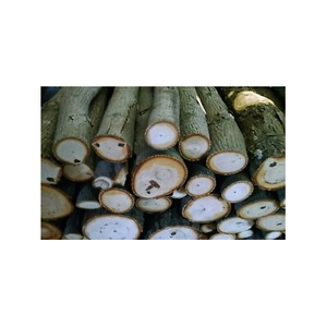 Troncos de madera de Haya/Madera de sándalo/Madera de Fresno 46. Compra a granel de madera de haya y troncos para muebles y manualidades - Product Image 2