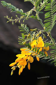 ดอกไม้ rattlebox แช่แข็งอเนกประสงค์สำหรับซุปอาหารเพื่อสุขภาพและการทำอาหาร - Product Image 4