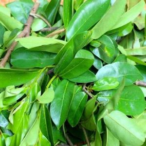 ใบทุเรียนเทศแห้ง: ส่วนประกอบที่มีกลิ่นหอมตามธรรมชาติสำหรับสูตรเฉพาะ - Product Image 3