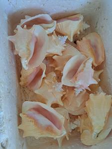 Material Natural de Vietnam Seashell para decoración de embalaje de joyería artesanal y accesorios temáticos costeros - Product Image 4