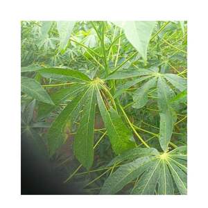 LISTO PARA EXPORTAR HOJAS DE YUCA CONGELADAS Y TRITURADAS VENTA A LO MÁS BARATO PRECIO DE FÁBRICA AL POR MAYOR ENTREGA RÁPIDA MOLIR HOJAS DE MANIJA - Product Image 4