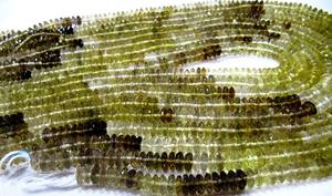 Cerveza auténtica natural cuarzo corte alemán Rondelle facetado Tamaño 7mm cuentas de piedras preciosas hebra 8 pulgadas de largo precios al por mayor - Product Image 2