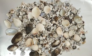 เปลือกหอยสังข์ธรรมชาติขายส่ง รูปทรงยูนิคอร์น สำหรับตกแต่งตู้ปลา ตกแต่งบ้าน มีหลายขนาด วัสดุสำหรับงานฝีมือ - Product Image 2