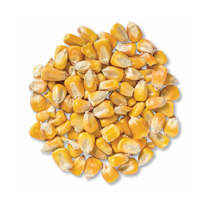 Maïs blanc de qualité supérieure à prix avantageux, sélection de grains, proposé pour le commerce de gros et la vente en vrac - Product Image 4