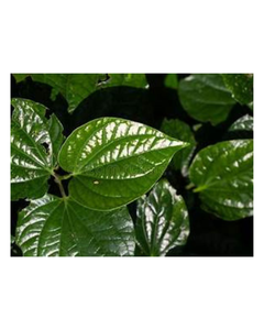 PUR CONGELÉ PIPER LOTLOT FEUILLE ÉTIQUETTE PROPRE NATURELLE À BASE DE PLANTES À BASE D'HERBES SOUTIEN IMMUNITAIRE DÉTOX - Product Image 1