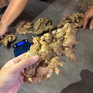 ผู้ส่งออกขิงสดจากเวียดนาม ใส่ใจคุณภาพที่คงที่และรับออเดอร์คอนเทนเนอร์ขนาดใหญ่ - Product Image 1