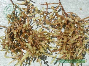 Sargassum crudo al mejor precio de Vietnam con alta calidad/Shyn Tran - Product Image 6