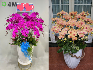 กล้วยไม้ไฮบริด Phalaenopsis ตัดสดดอกไม้จากเวียดนาม - Product Image 2