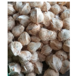 Noix de coco semi-décortiquée sélectionnée pour sa taille, son poids et sa durabilité convenant au secteur de l'hôtellerie, de l'exportation et du religieux - Product Image 1