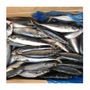 ปลาแมคเคอเรลแปซิฟิกแช่แข็งแสนอร่อย ขนาด 300-500 กรัม ลดราคาพิเศษ - Product Image 6