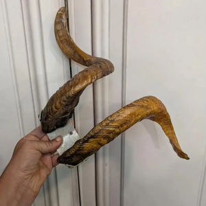 Vintage Shofar Ram cuerno shofar pulido o natural olor libre hecho a mano Judaica para Rosh Hashanah & Yom Kippur - Product Image 1