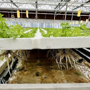 Serre en verre Venlo de haute qualité avec couverture en verre trempé pour la culture hydroponique de tomates et de laitues - Product Image 3